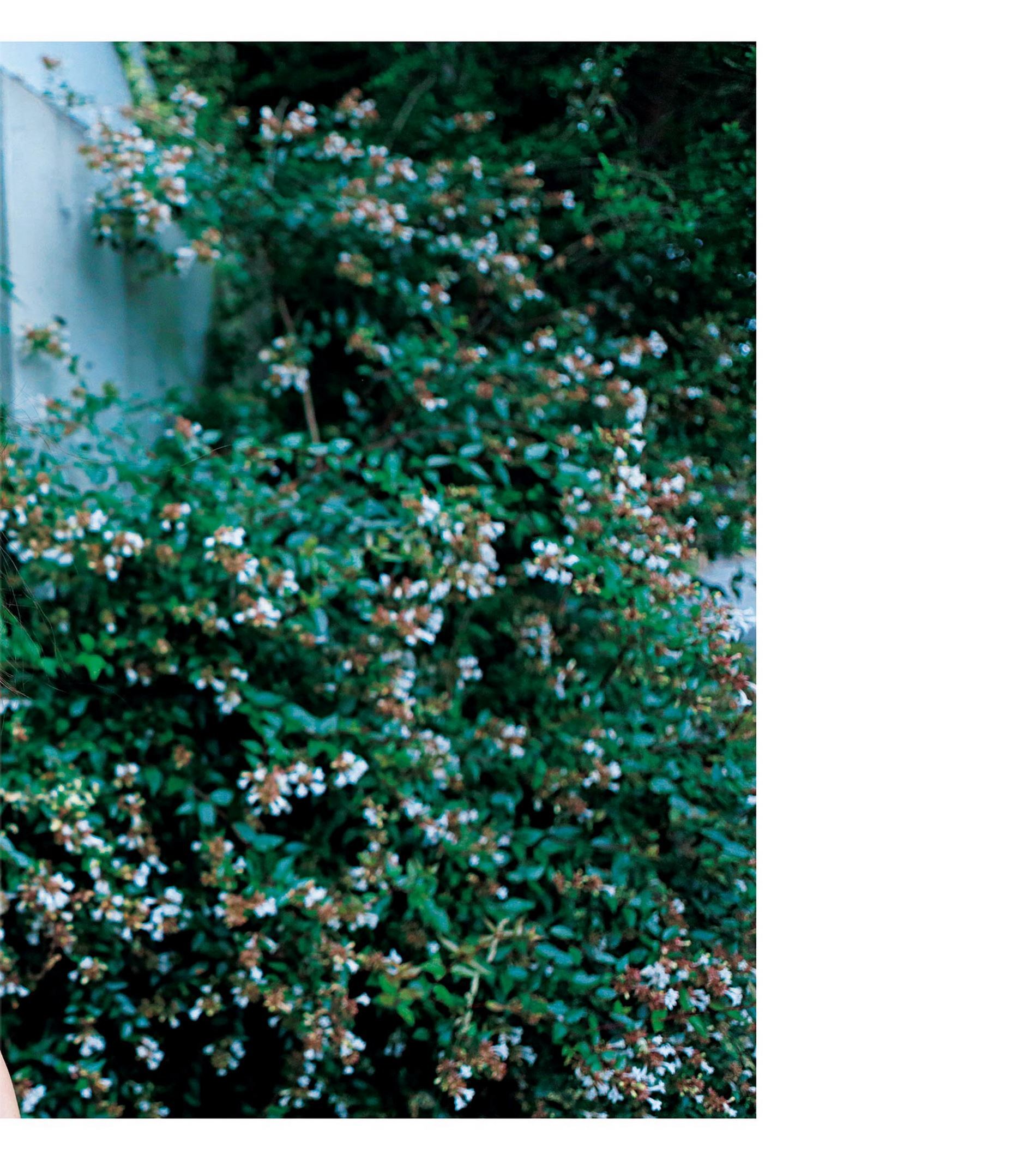 橋本マナミ写真集 『MANAMI BY KISHIN』(2014.12.08)